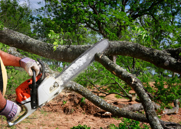 Best Tree Care Services  in Grace, ID